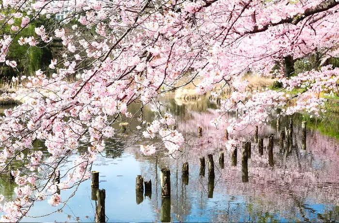 春は桜が満開に。